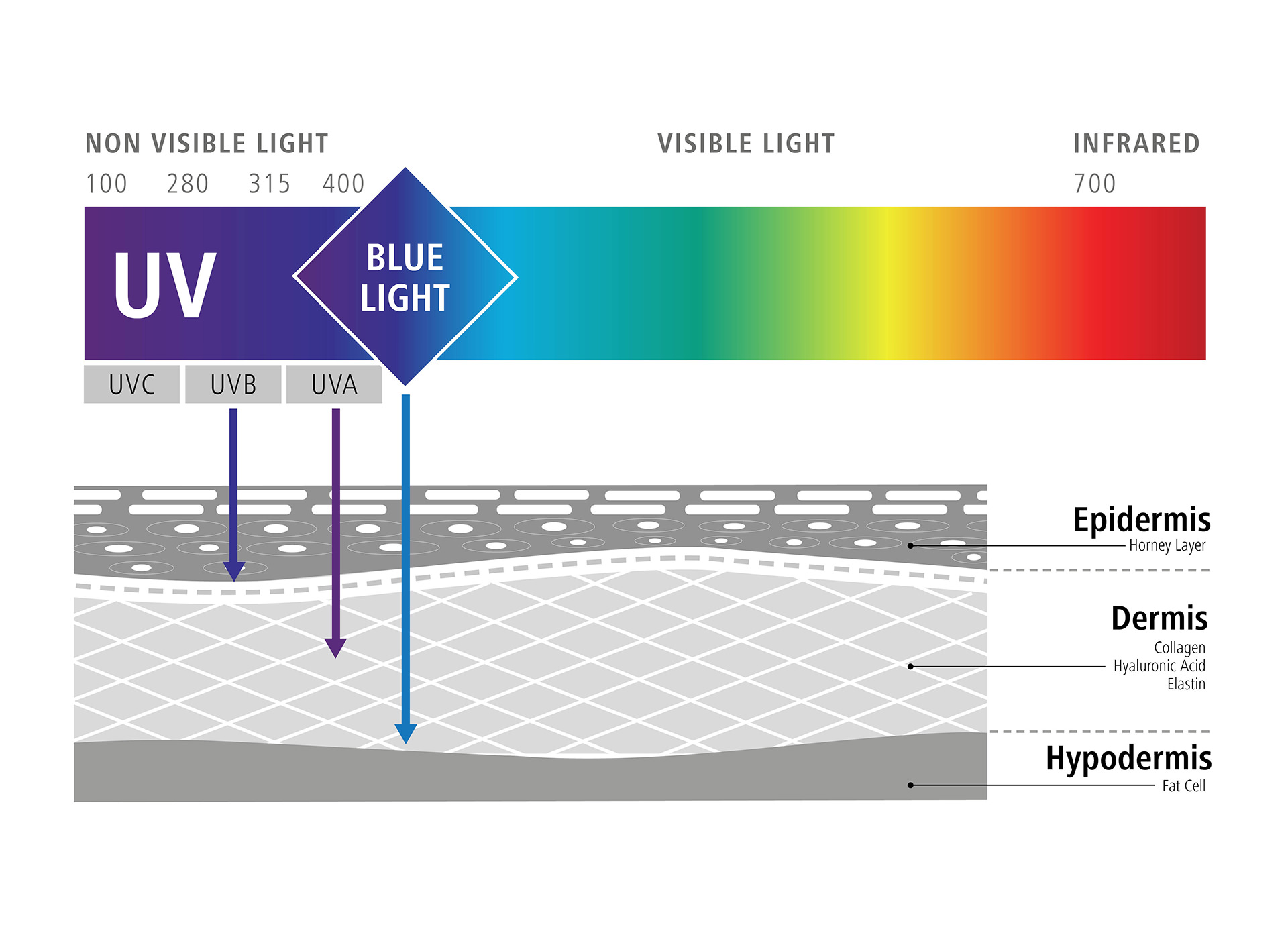 Graphic illustrating the influence of blue light on our cells (negative effects of blue light) 