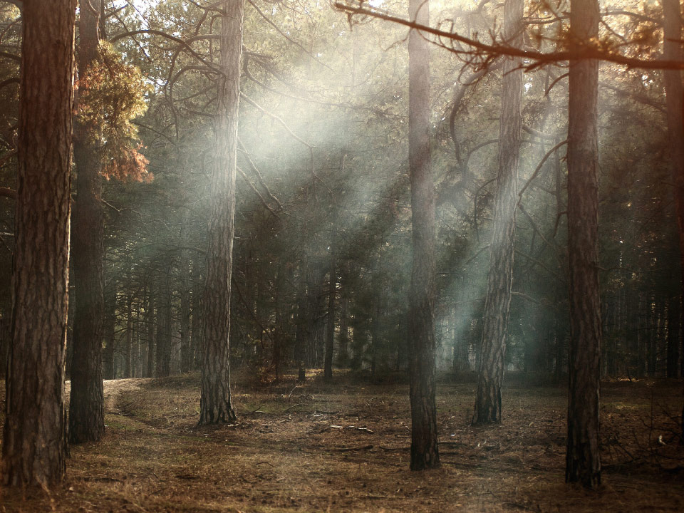 An image of a dry forest with sun rays coming through the trees. 